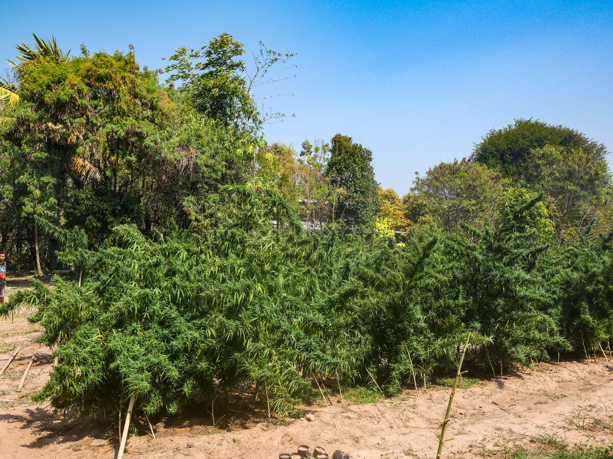 Landrace cannabis at Khun Aek's farm in the Phu Phan hills of Northeastern Thailand.