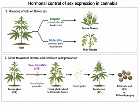 Flow diagram showing ethylene promoting female flowers and gibberellin promoting male flowers, with silver thiosulfate blocking ethylene perception to turn a female plant male, whose X-only pollen yields all-female seed.