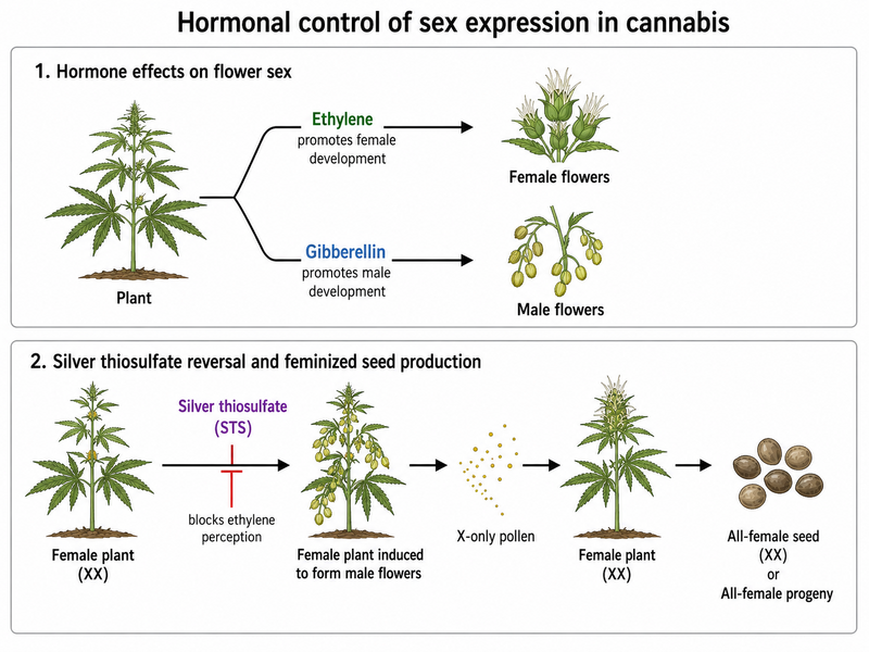 File:Cannabis-sex-expression-hormonal-control.png