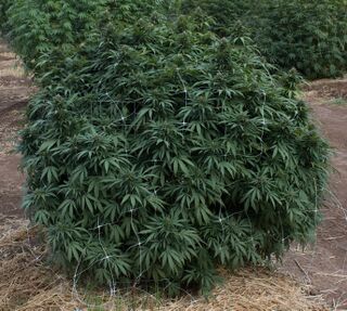 Chitrali landrace cannabis