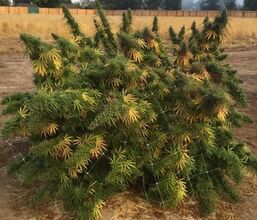 Low, sprawling cannabis plant with many yellowing branches on dry ground
