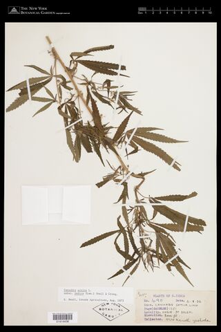 Digitised herbarium sheet with mounted fruiting Cannabis material and Mrs. Kanoth Yeshoda's collection label.