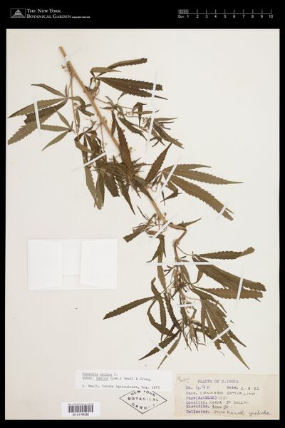 File:Yeshoda 490 specimen NY 1414436.jpg