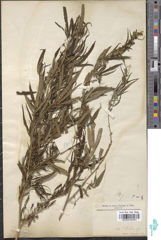 Digitised herbarium sheet with a mounted flowering Cannabis sativa plant beside a printed Brussels herbarium label.