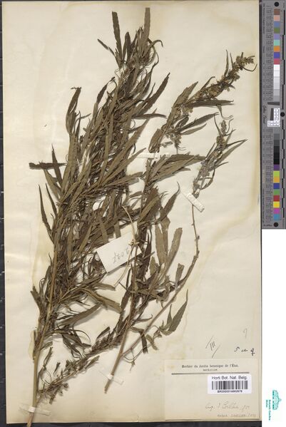 File:Gillet 2027 specimen BR0000014662676.jpg