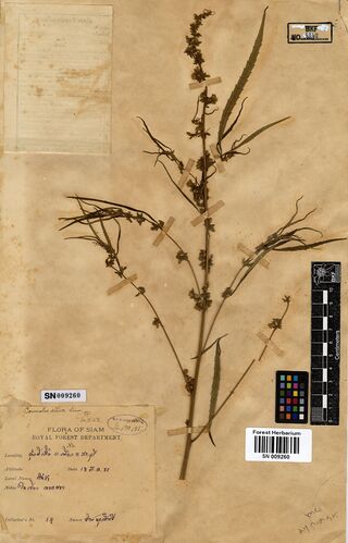 Digitised herbarium sheet with a branched, flowering Cannabis sativa stem held by paper strips, and a Flora of Siam label handwritten in Thai.