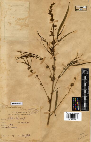 File:Nuphakdi 14 specimen SN009260.jpg