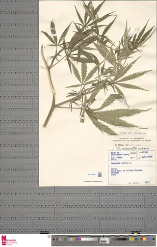 Digitised herbarium sheet of a Cannabis sativa stem with a typed Natal Herbarium Durban label.