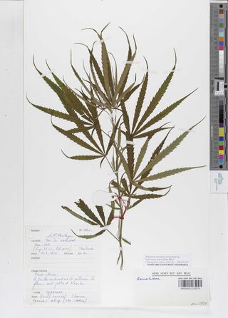 Digitised herbarium sheet with a leafy Cannabis sativa stem of long, narrow leaflets and a handwritten French label.