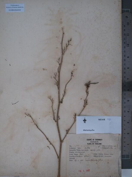 File:CU-MN 20162533 specimen.jpg