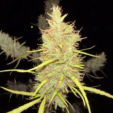 A long, pale green cannabis flower cluster with orange pistils, lit by flash at night outdoors, with other flowering branches blurred around it
