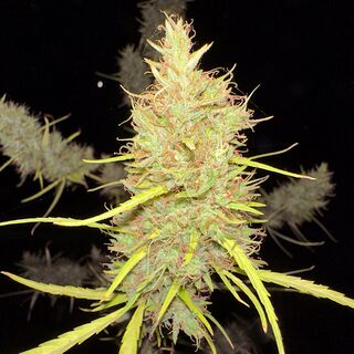 A long, pale green cannabis flower cluster with orange pistils, lit by flash at night outdoors, with other flowering branches blurred around it