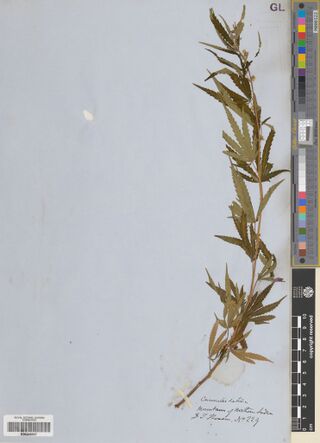 Digitised herbarium sheet on blue paper with a single leafy Cannabis stem and a handwritten label reading Mountains of Northern India.