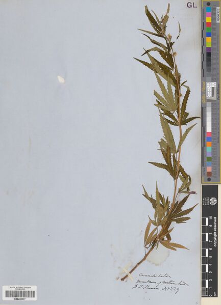 File:Thomson 229 specimen E00248607.jpg