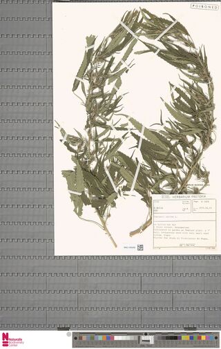 Digitised herbarium sheet of several Cannabis sativa stems with a typed National Herbarium Pretoria label.