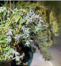 Purple-tinged flower clusters on a plant in a dark pot