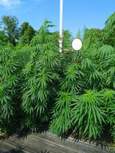 Cannabis plants with long side branches beside a measuring pole against a blue sky