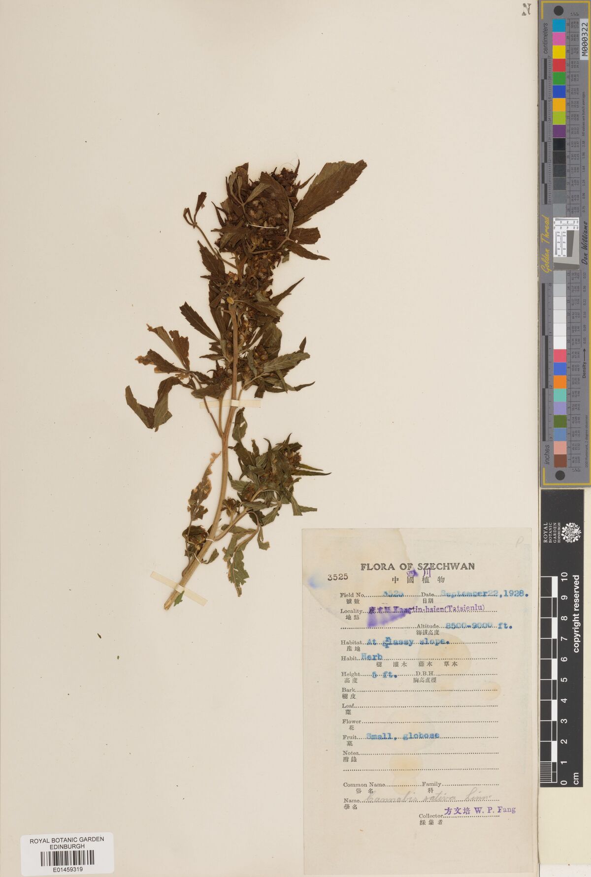 Digitised herbarium sheet with a short, compact leafy Cannabis flowering top and a bilingual printed Flora of Szechwan label.
