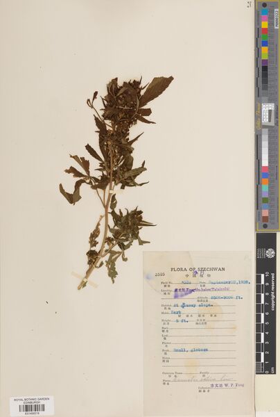 File:Fang 3525 specimen E01459319.jpg