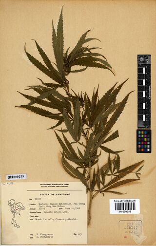 Digitised herbarium sheet with a leafy Cannabis sativa branch of narrow leaflets and a typed Flora of Thailand label.