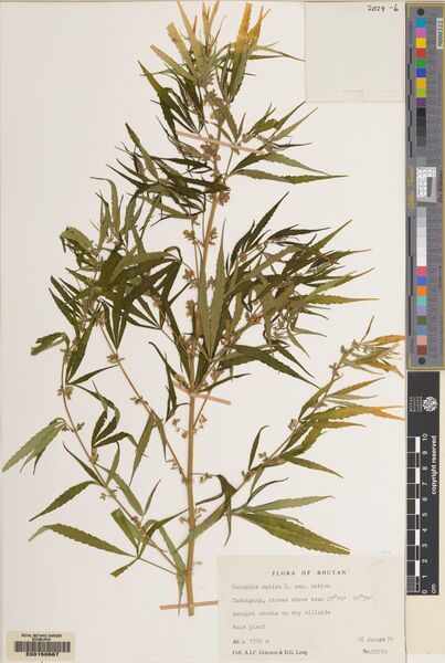 File:Grierson 2029b specimen E00150667.jpg