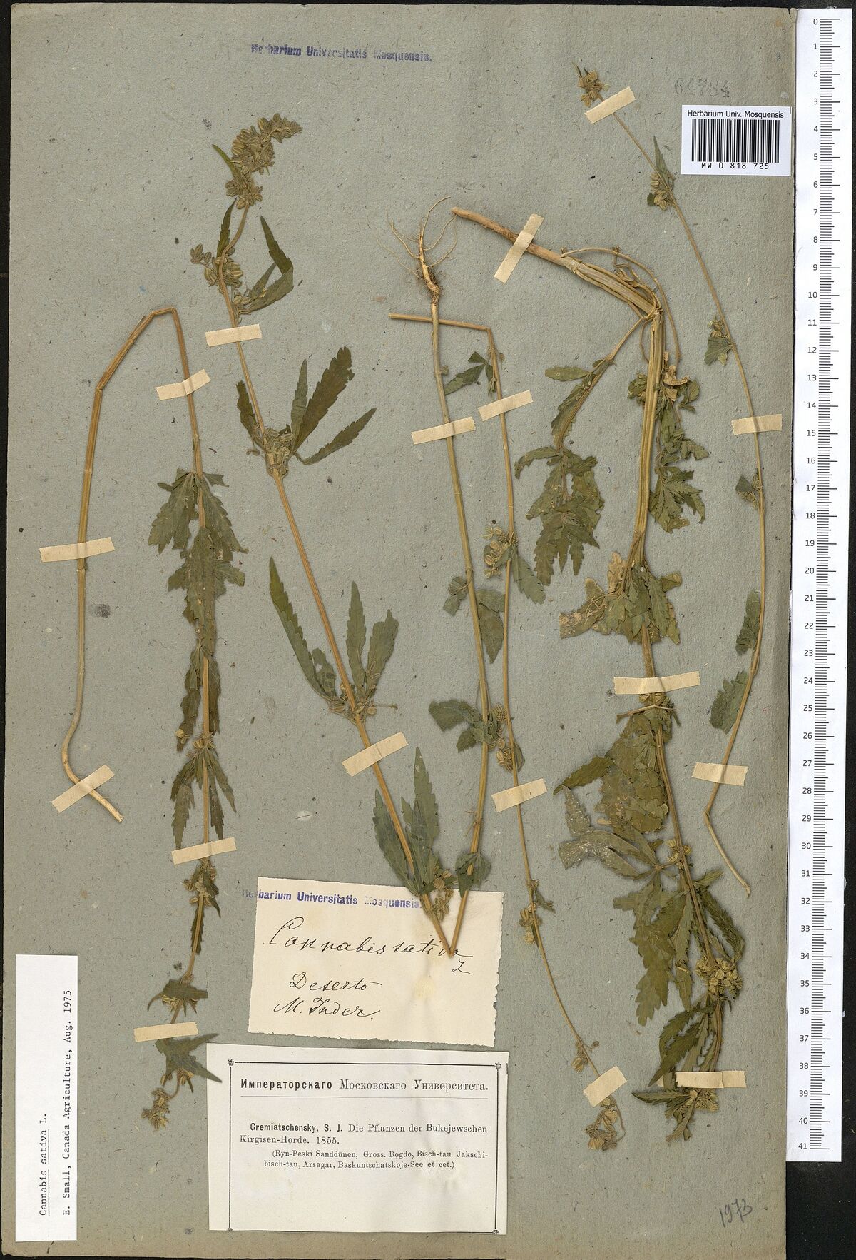 Digitised herbarium sheet with several long, slender Cannabis stems folded to fit the sheet, with leafy flowering tops, and a handwritten slip over a printed series label at the foot.