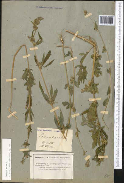File:Gremiatschensky s.n. specimen MW0818725.jpg