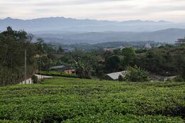 Tea gardens on green hills with mist in the valleys