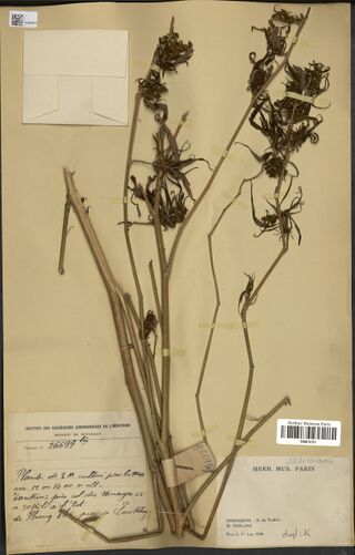Digitised herbarium sheet with thick bare Cannabis stems topped by leafy flowering shoots, an empty fragment packet at the upper left, a handwritten institute label at the lower left and a printed museum label at the lower right.
