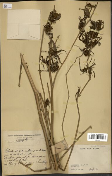 File:Poilane 26699 bis specimen P06815131.jpg