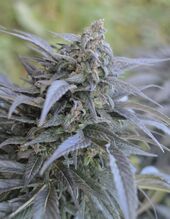 Close view of a cannabis flower top with purple-grey leaves