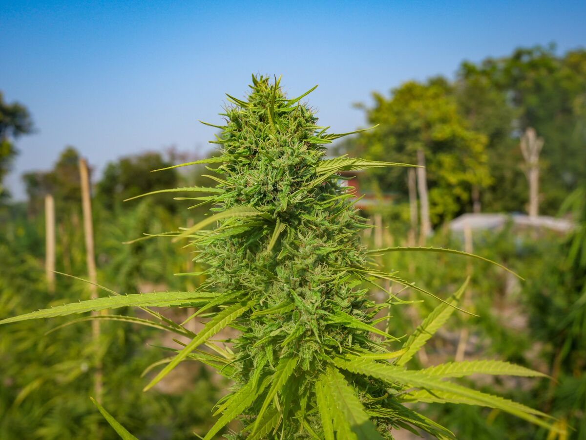 Fat colas on the landrace cannabis growing at the Ta Lo family farm in the Phu Phan mountains of Northeastern Thailand.