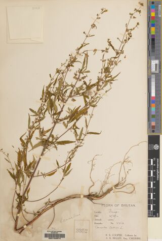 Digitised herbarium sheet with a large branched Cannabis plant in fruit, its root at the lower left, and a handwritten Flora of Bhutan label at the lower right.