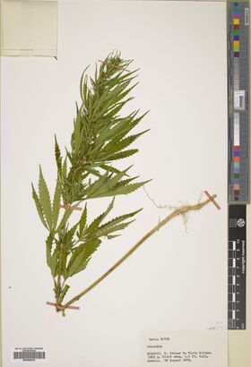 Herbarium sheet with a single pressed cannabis stem bearing narrow-leafleted leaves, a colour bar and a printed label.