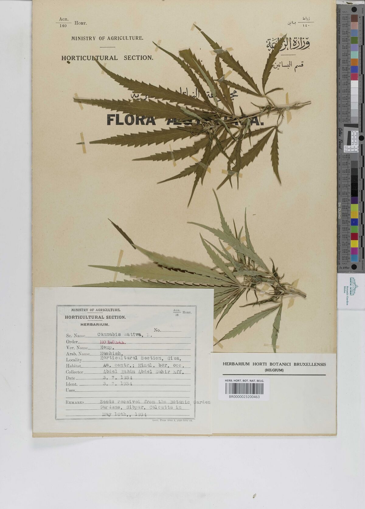 Digitised herbarium sheet with two leafy Cannabis shoots on a printed Egyptian Ministry of Agriculture sheet, a typed label at the lower left and a Brussels herbarium label at the lower right.