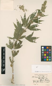 A pressed cannabis stem with palmately compound, serrated leaves and seed-bearing flower heads, beside a scale bar and a colour chart, with a printed expedition label filled in by hand at the foot