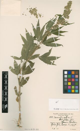 Digitised herbarium sheet with one leafy Cannabis stem with a flowering top and a root, and a printed expedition label filled in by hand.