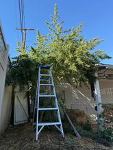 Tall cannabis plant with a spreading crown beside a stepladder and a house wall