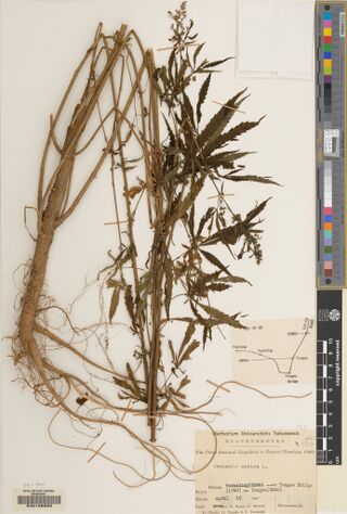 Digitised herbarium sheet with a whole Cannabis plant and long roots, a pasted route sketch and a typed University of Tokyo expedition label.