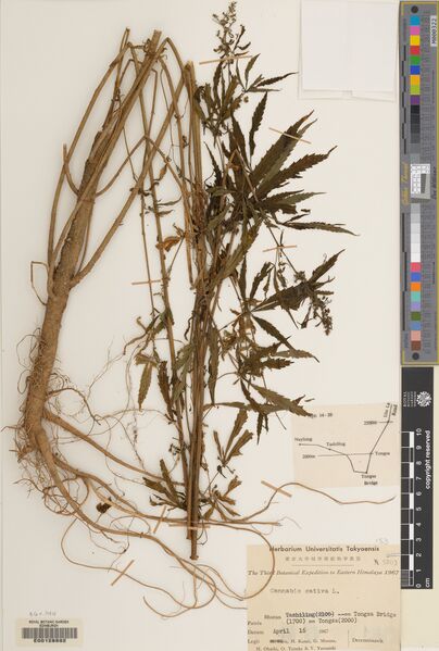 File:Kanai 5203 specimen E00128892.jpg