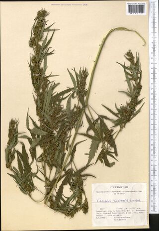 Digitised herbarium sheet with one large, densely leafy and flowering Cannabis plant and a printed label at the lower right.