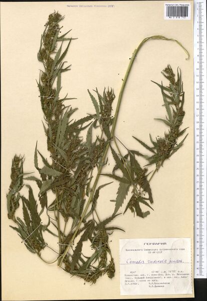 File:Krasnoborov 147 specimen MW0818710.jpg