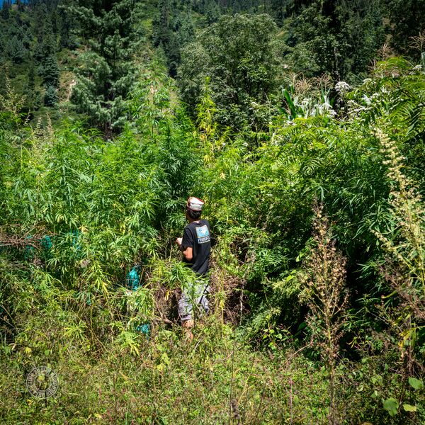 File:Landrace-Cannabis.jpg