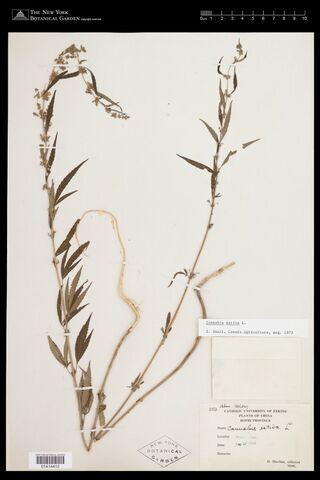 Digitised herbarium sheet with a slender Cannabis stem folded double, with narrow leaves and sparse flower clusters, and a printed Catholic University of Peking label.