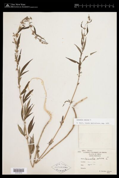 File:Sheehan 269 specimen NY01414412.jpg