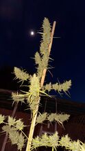 An open-branched cannabis plant with spiky flower clusters along its branches, tied to a tall stake beside a building, under a night sky with the moon