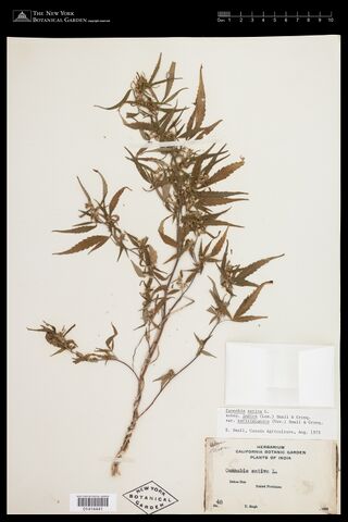 Digitised herbarium sheet with a mounted fruiting Cannabis plant and California Botanical Garden collection label.