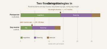 Two flowering timelines compared: a photoperiod cultivated plant with a long vegetative phase that flowers near week 14 when day length shortens, and a day-neutral ruderal plant that flowers near week 4 by age and finishes within about 14 weeks.
