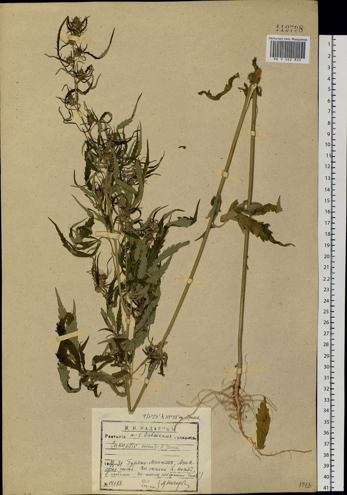 Digitised herbarium sheet with a much-branched, leafy Cannabis plant, a separate long stem with its roots, and a stamped label completed by hand at the foot.