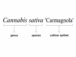 The name Cannabis sativa 'Carmagnola' with genus, species and cultivar epithet each labelled.